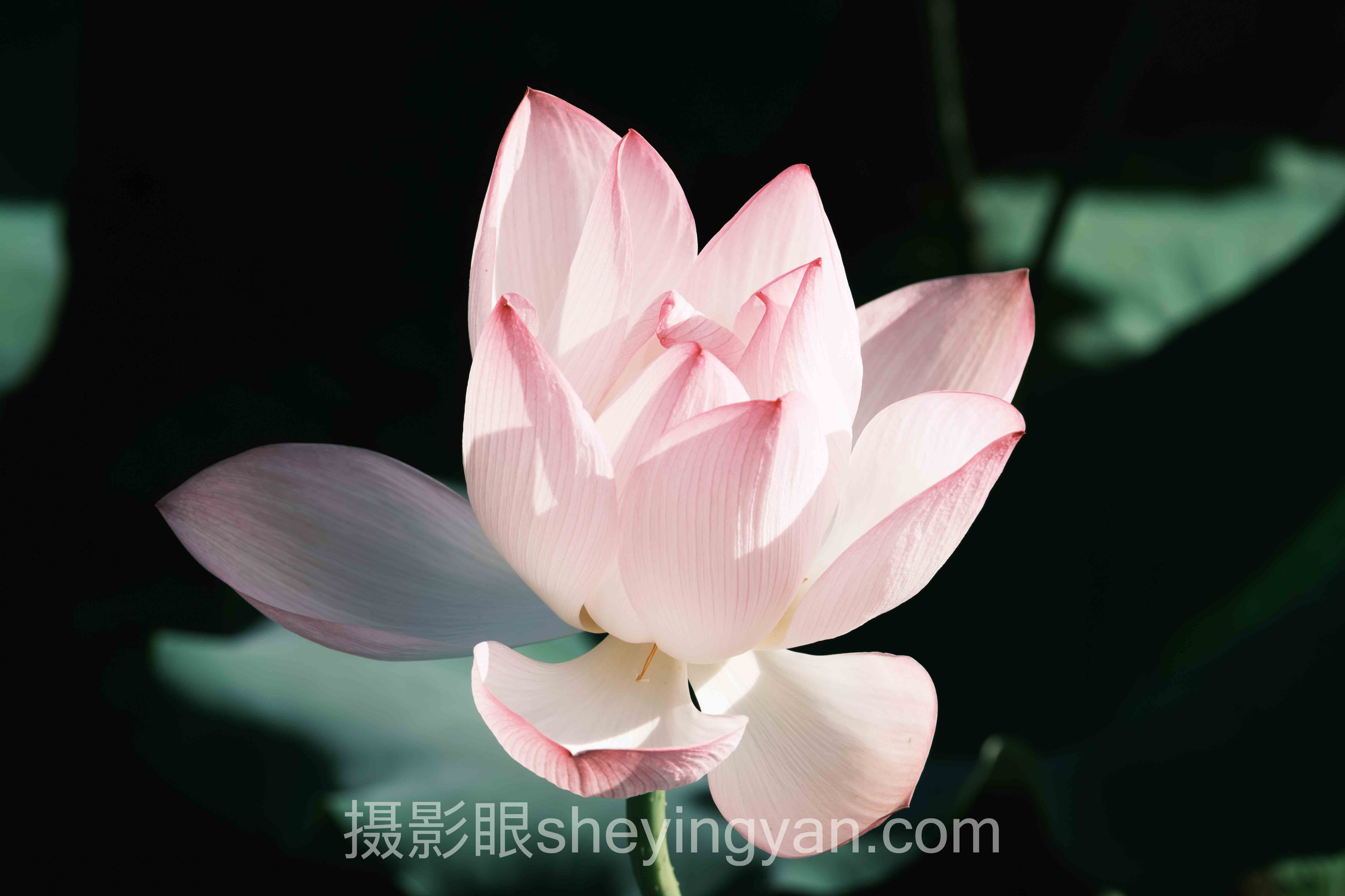 如何判断自己的摄影眼实战案例拆解：3个成功实践的共同规律