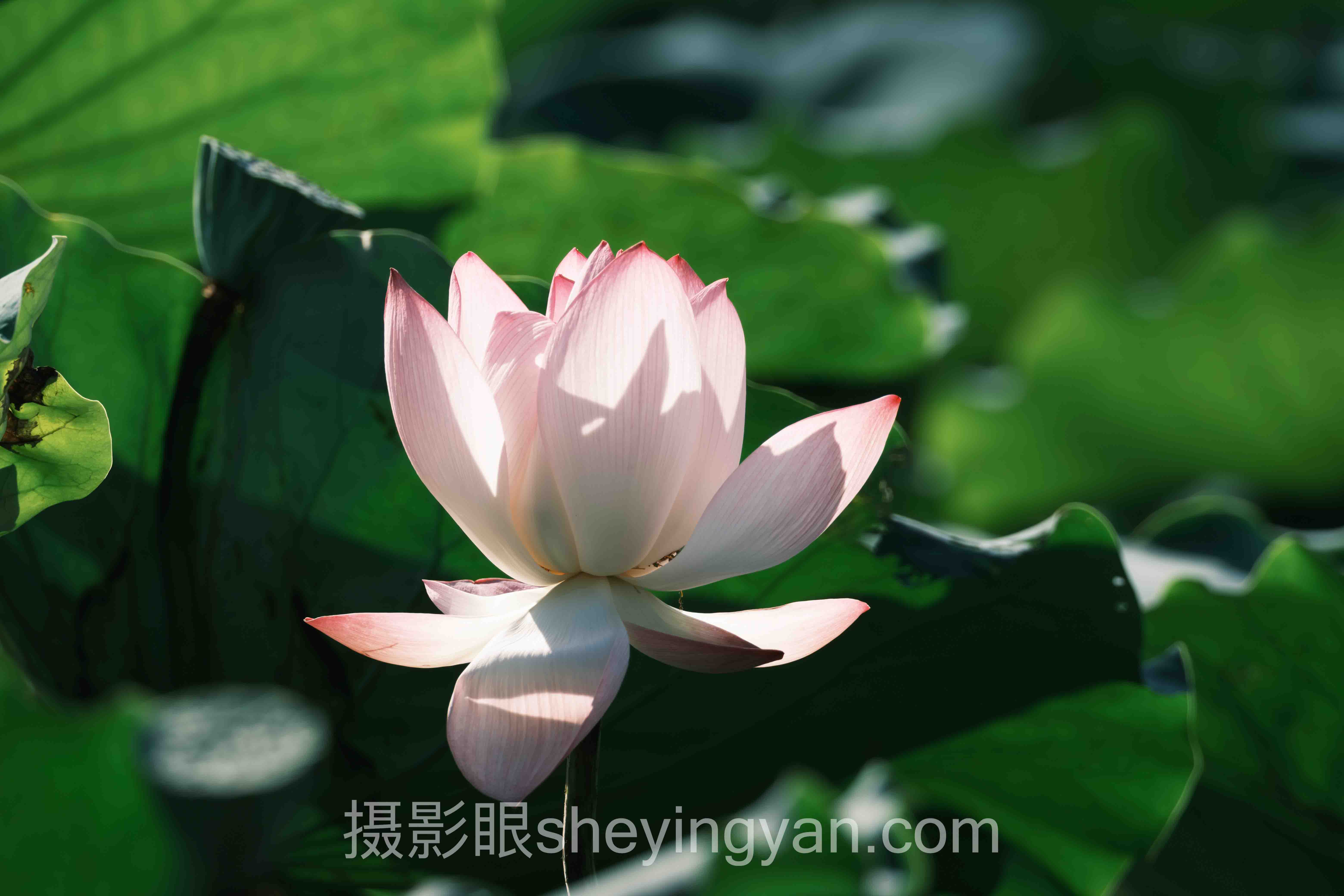 对话行业专家：照片点评与AI照片评分的关键洞察与前瞻