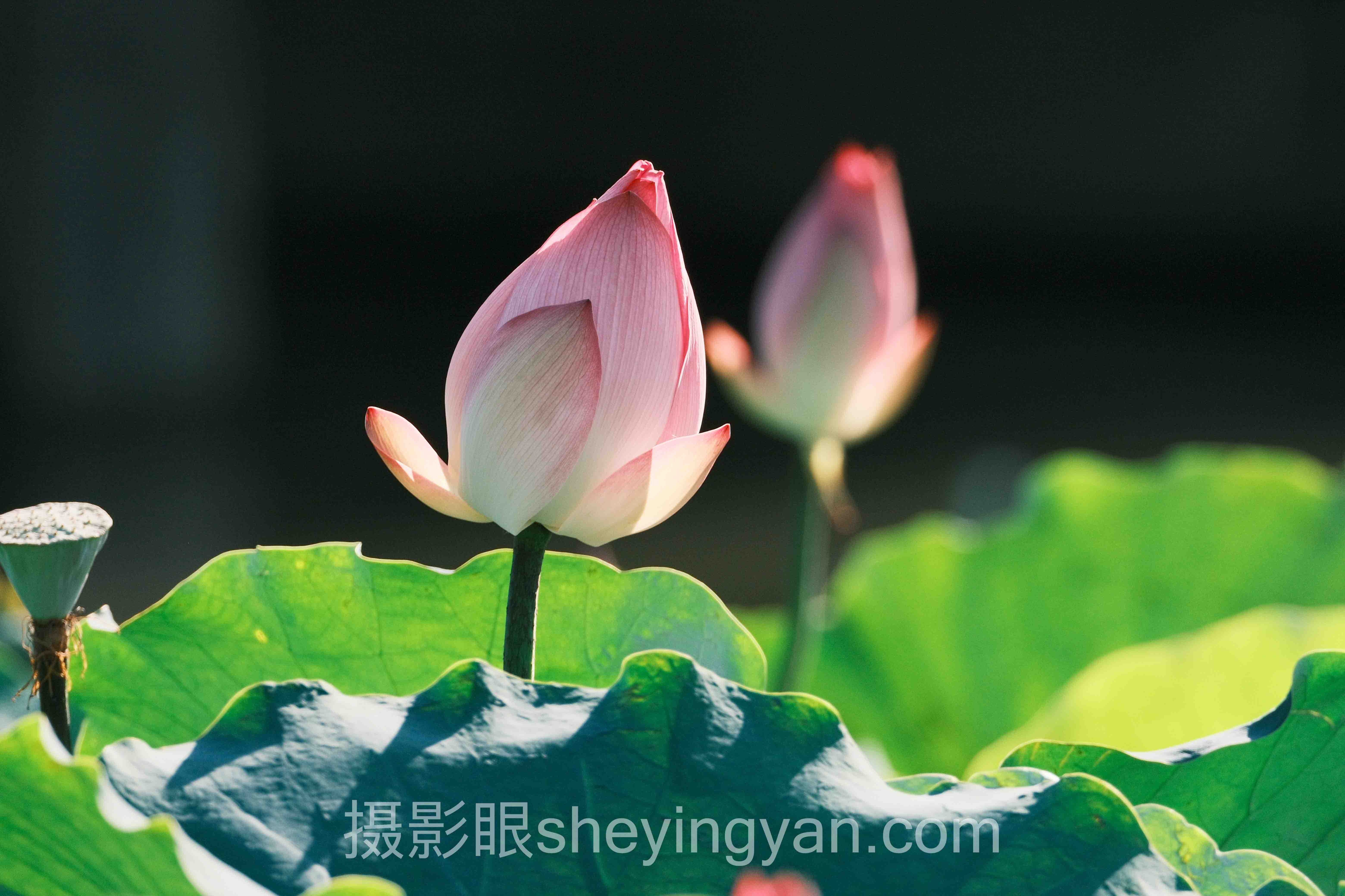 手机照片好不好看取决于什么