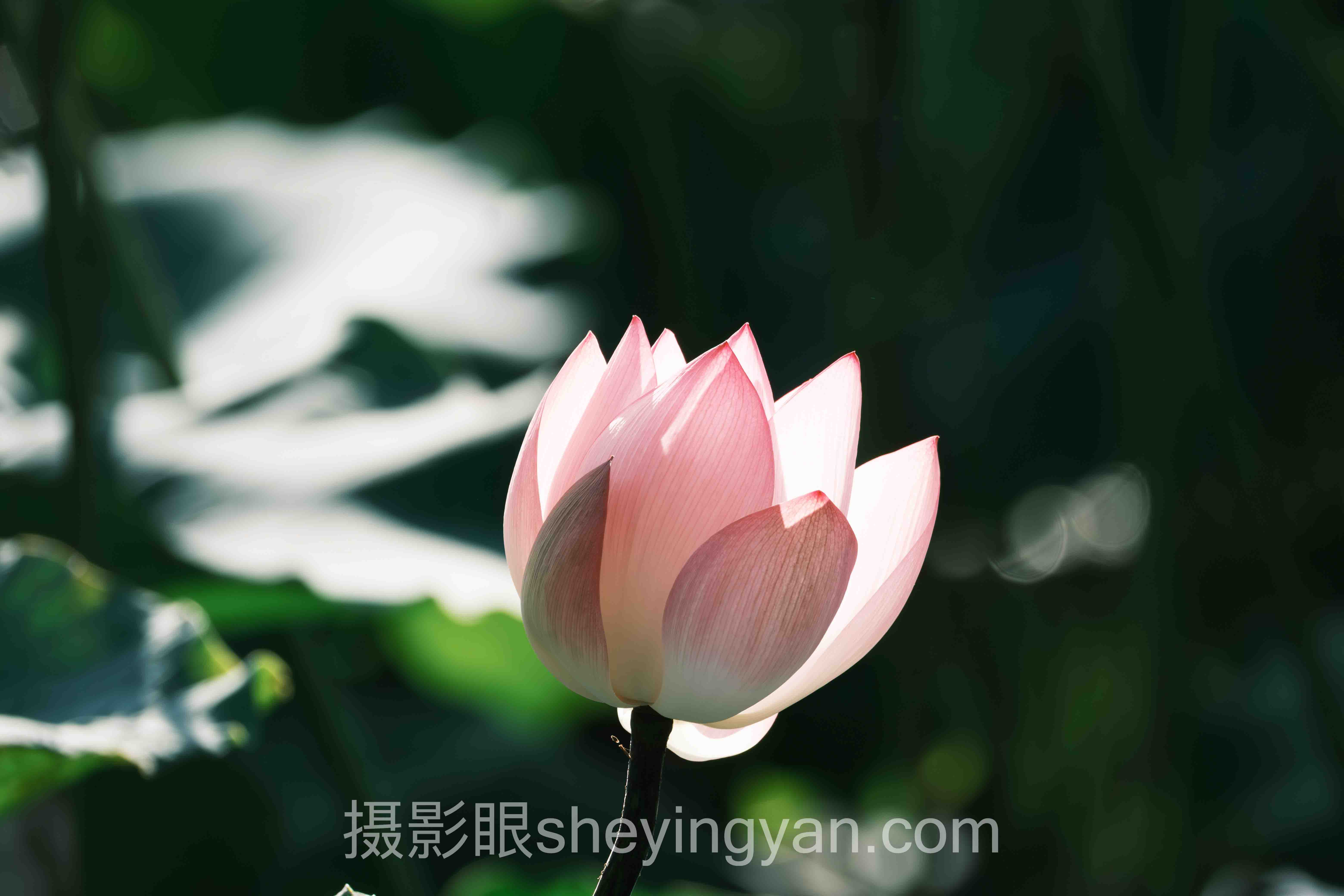 零基础学摄影从哪开始十人谈：多位专家的核心观点汇总
