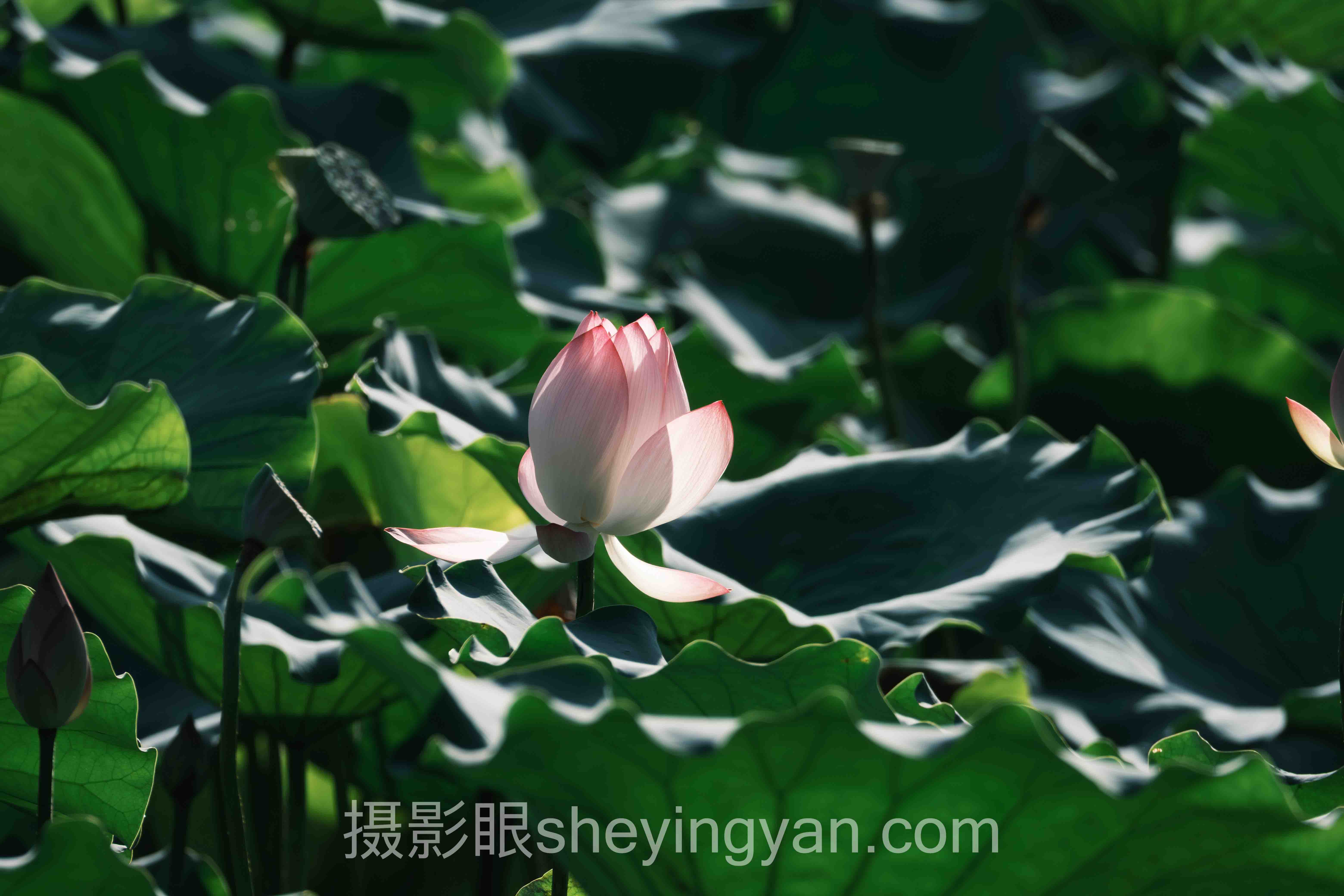 硬光和柔光的区别主流方案横向对比:哪个更适合你?