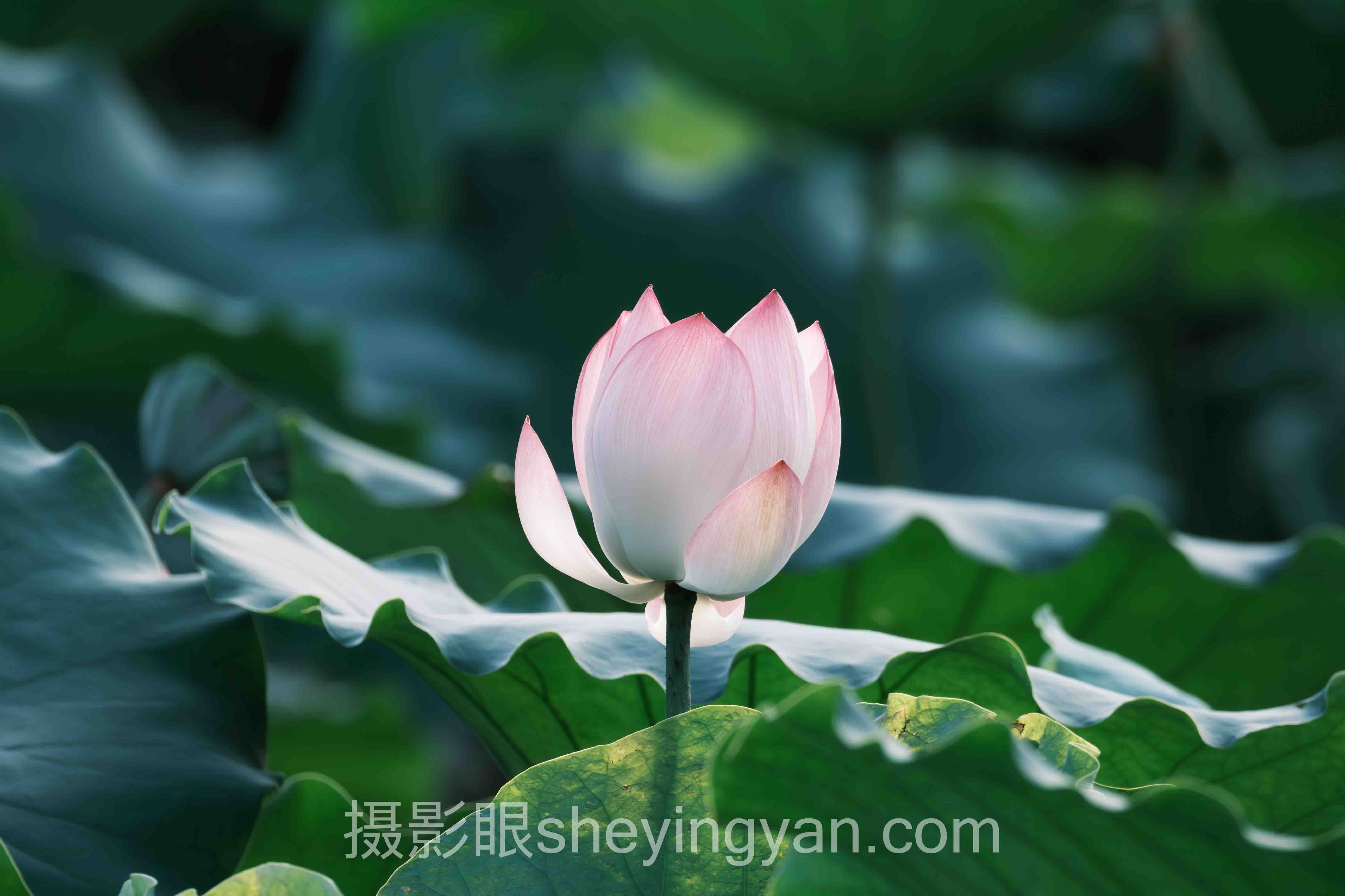 相机快门寿命数据全景：7组数据揭示各品牌真实差距