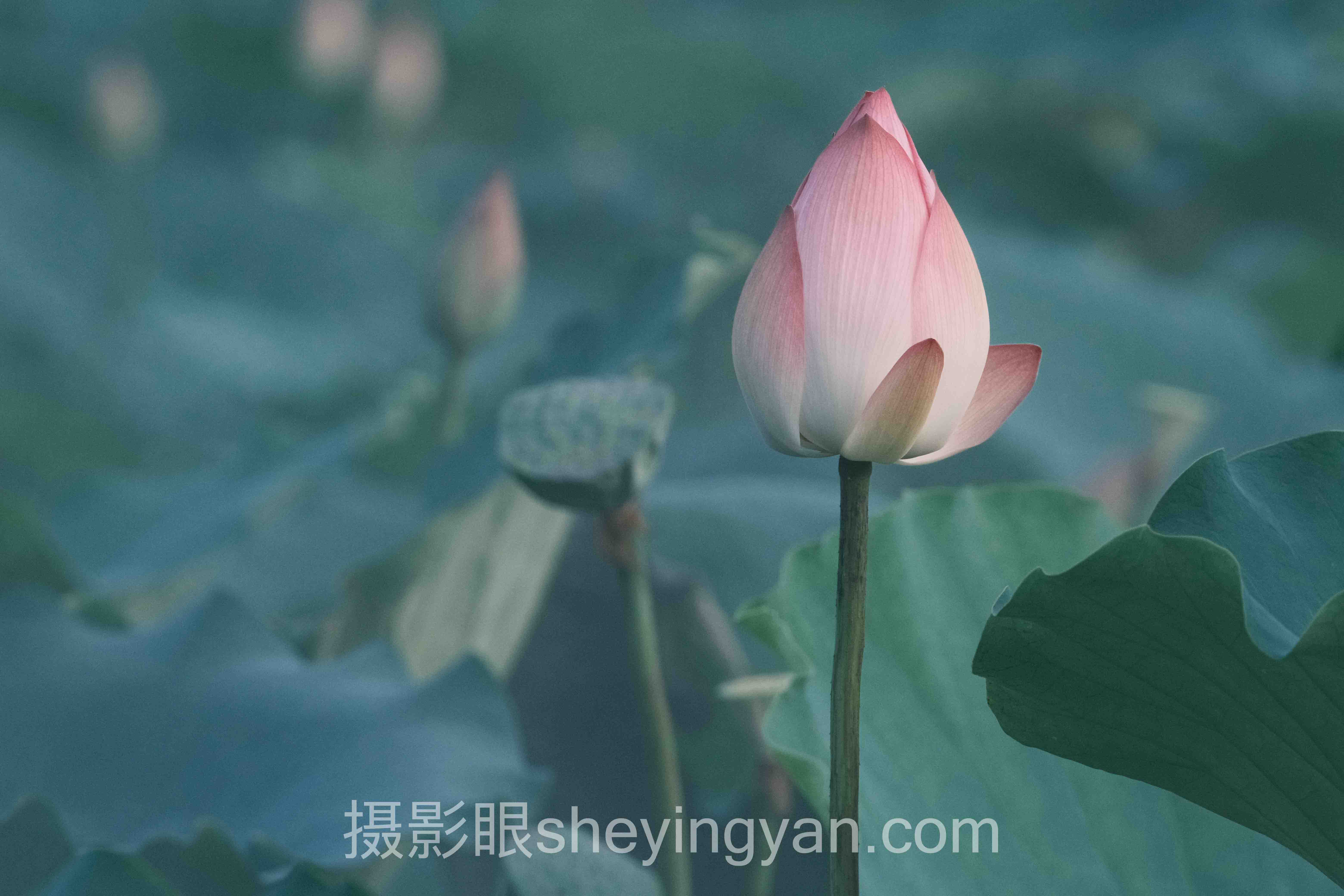 专业摄影眼测试标准主流方案横向对比：哪个更适合你？