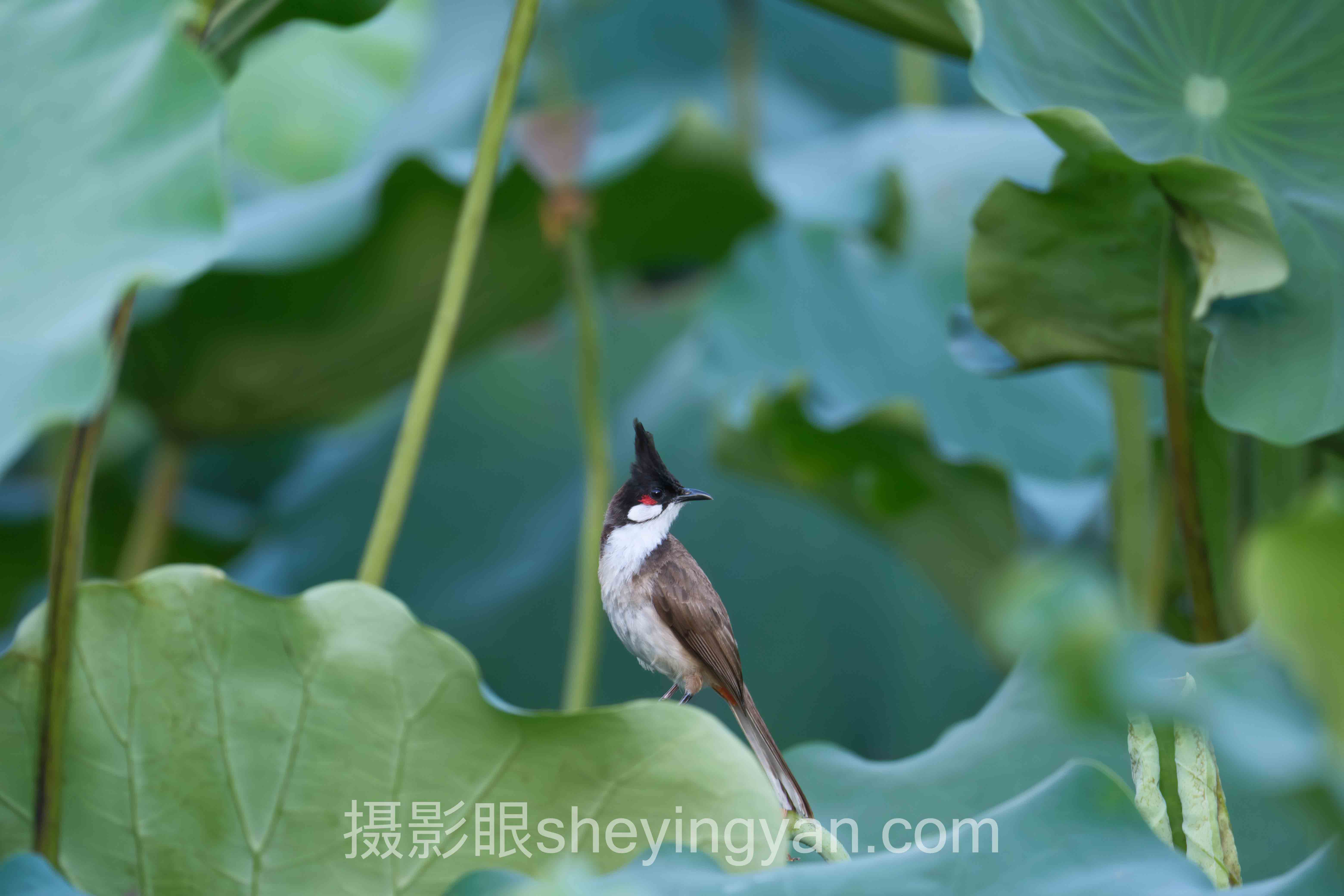 摄影眼官网入口在哪