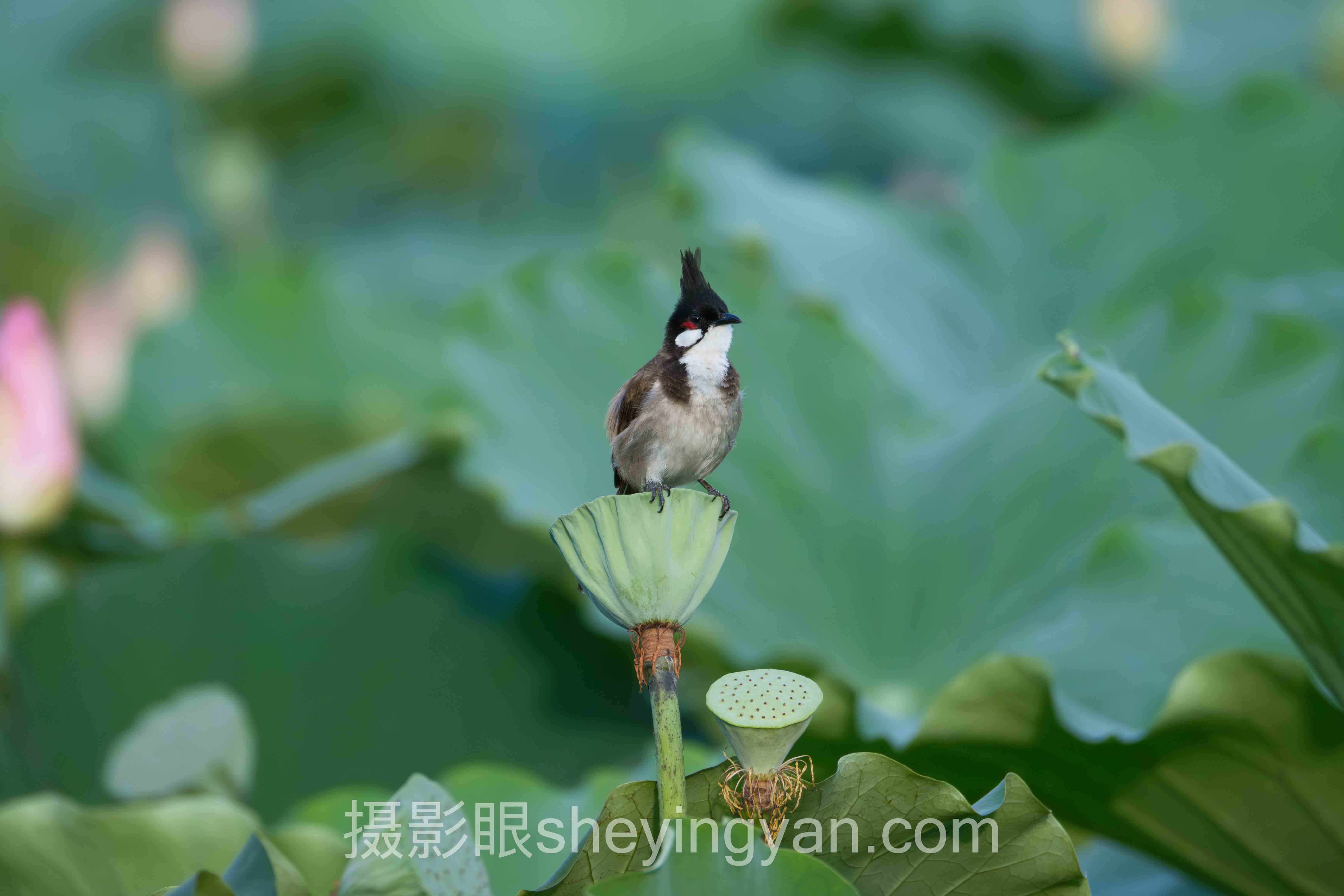 AI照片点评避坑指南：5个关键要点全梳理