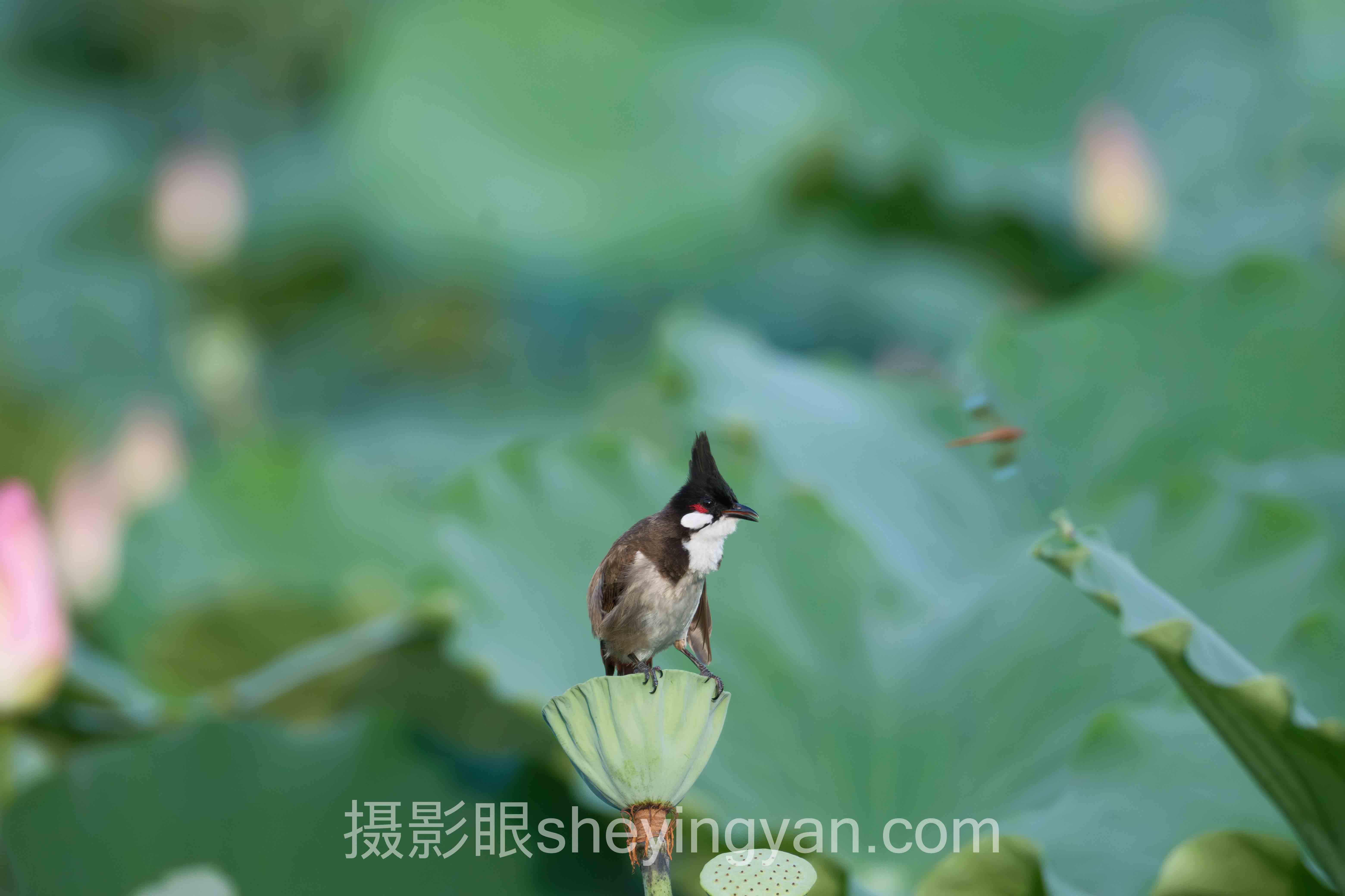 高光阴影怎么调深度分析：现状、挑战与未来趋势