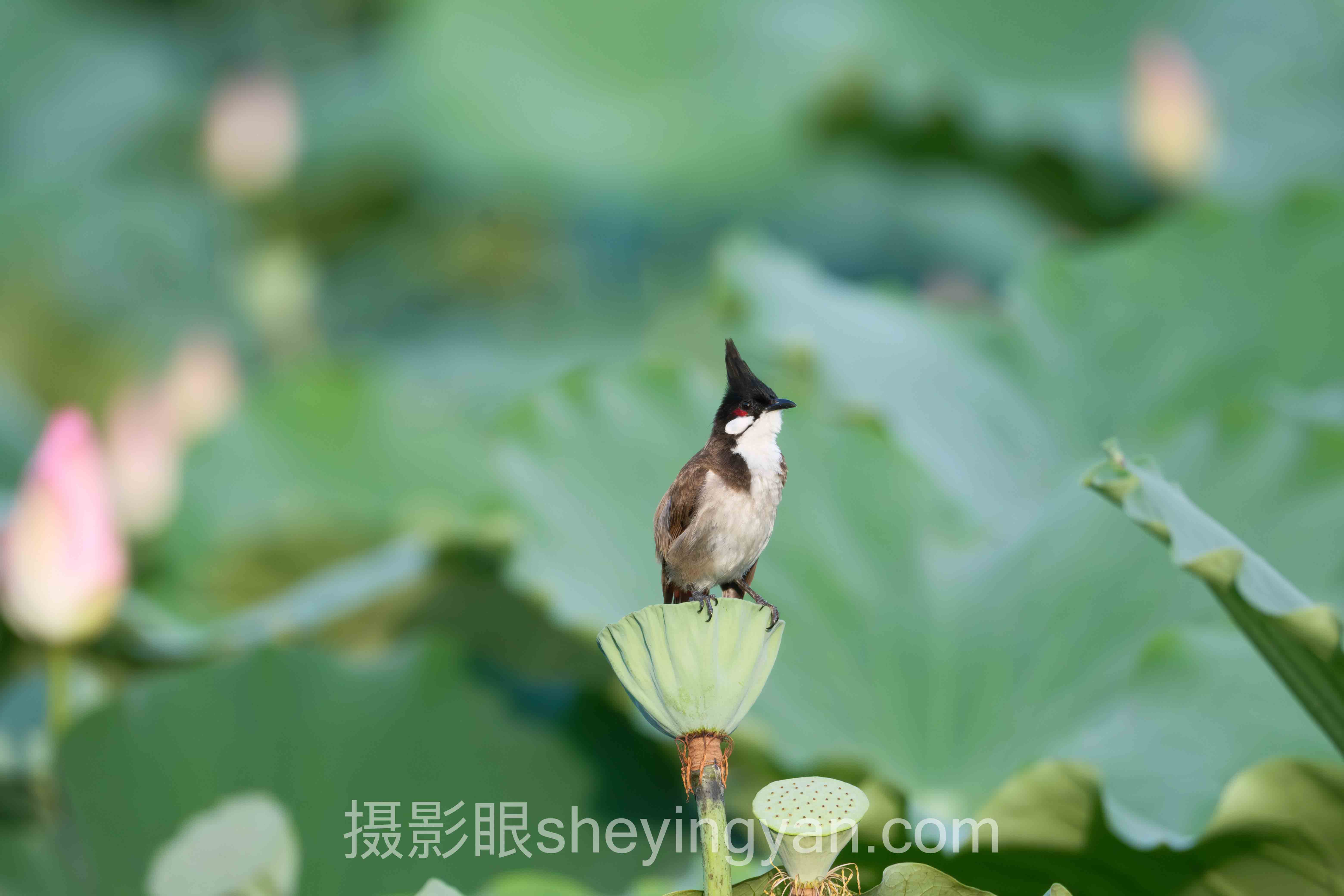 新手学摄影需要多久？6个月出片的真相