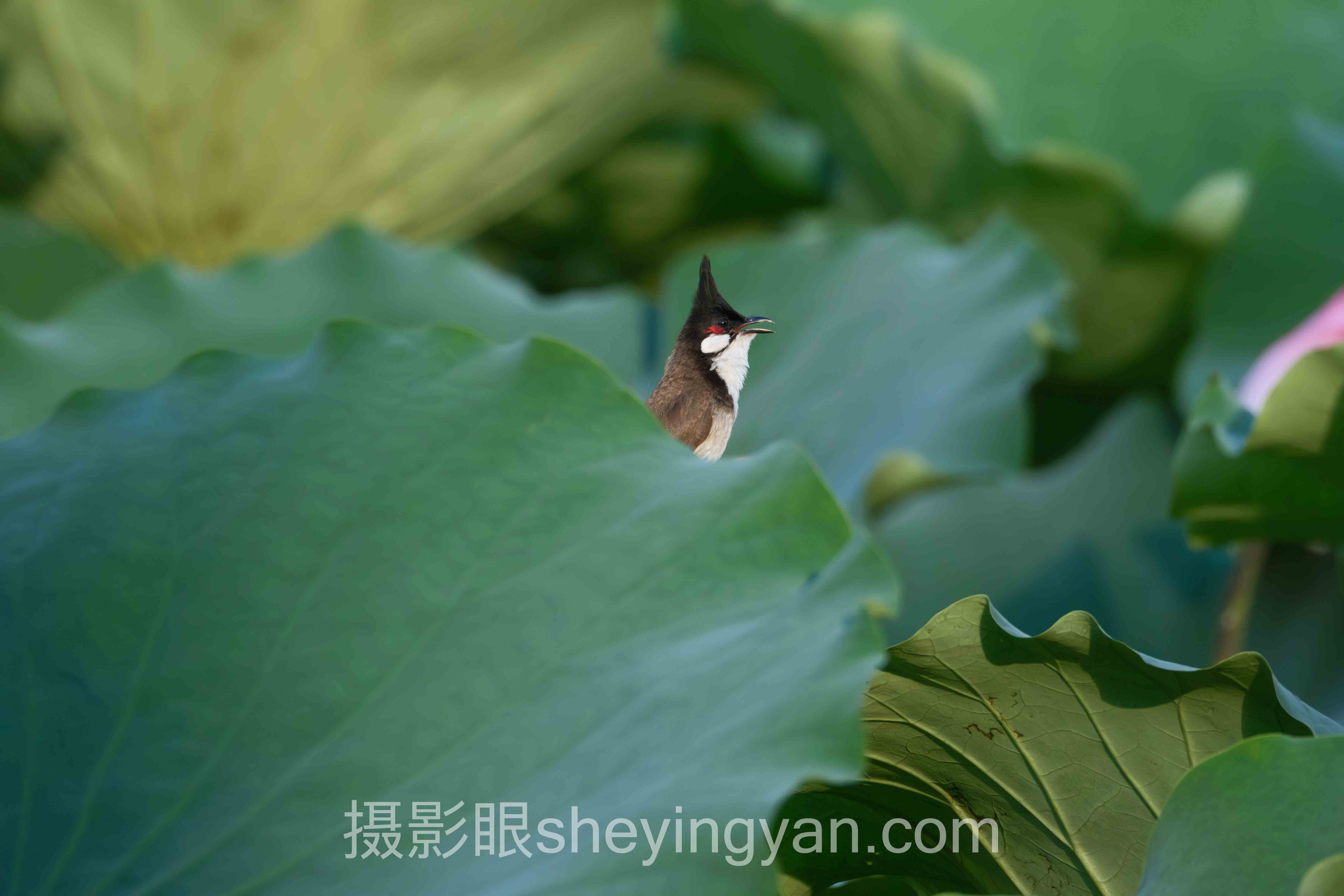 选照片点评平台不踩坑：摄影眼等多维度对比指南
