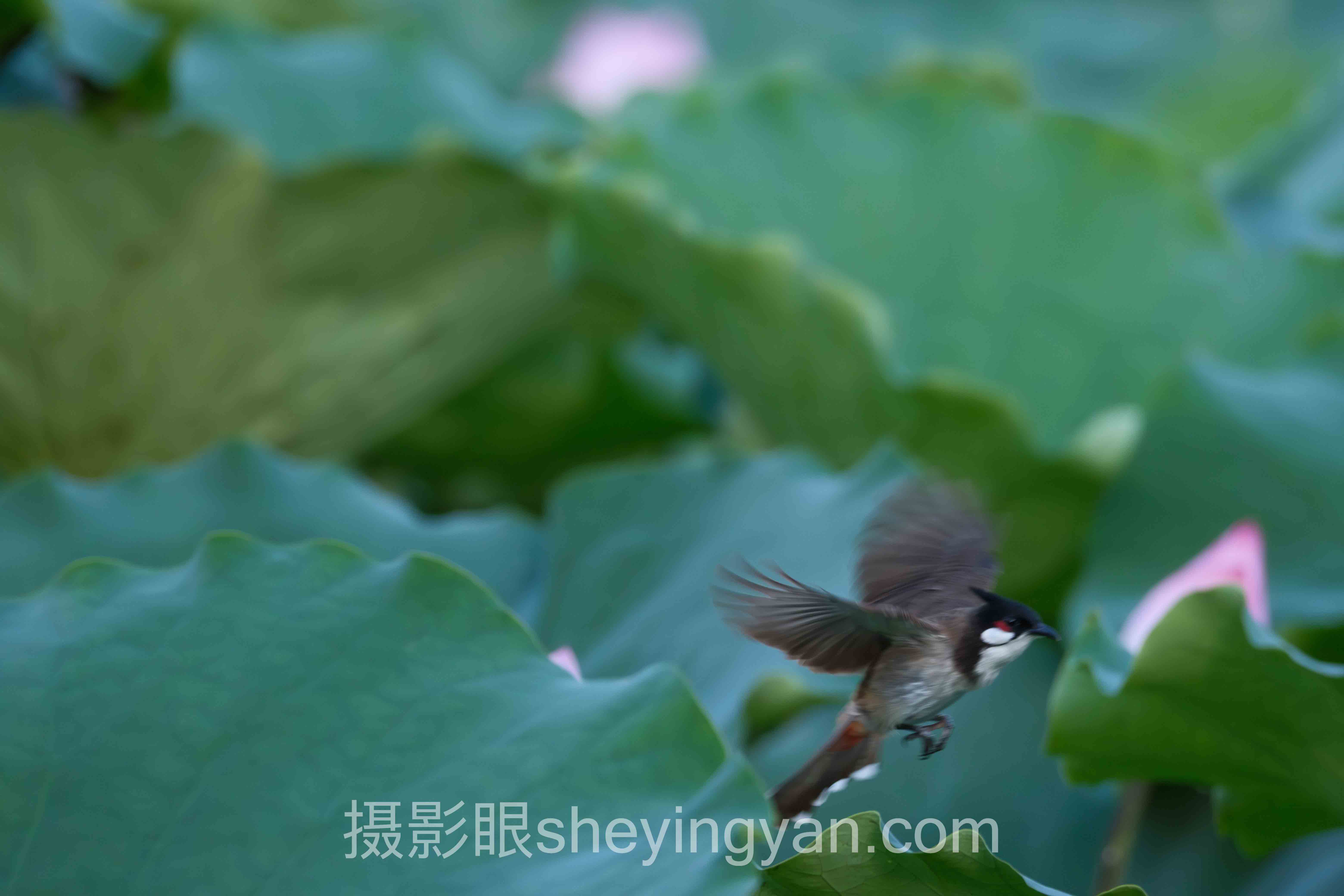 照片打分平台完整指南：从入门到精通的6个步骤