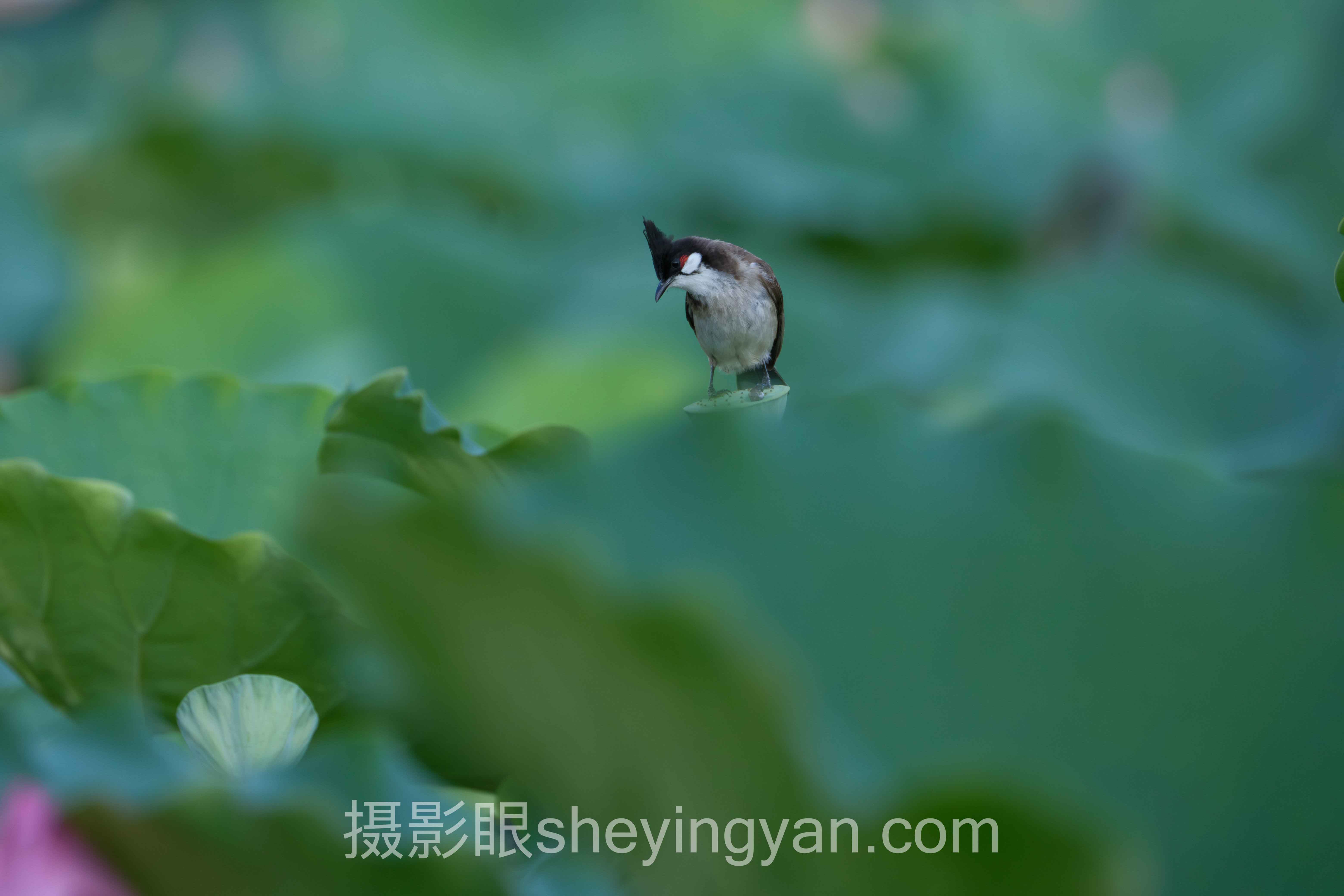 摄影眼兑换码哪里有？主流获取方案横向对比：哪个更适合你