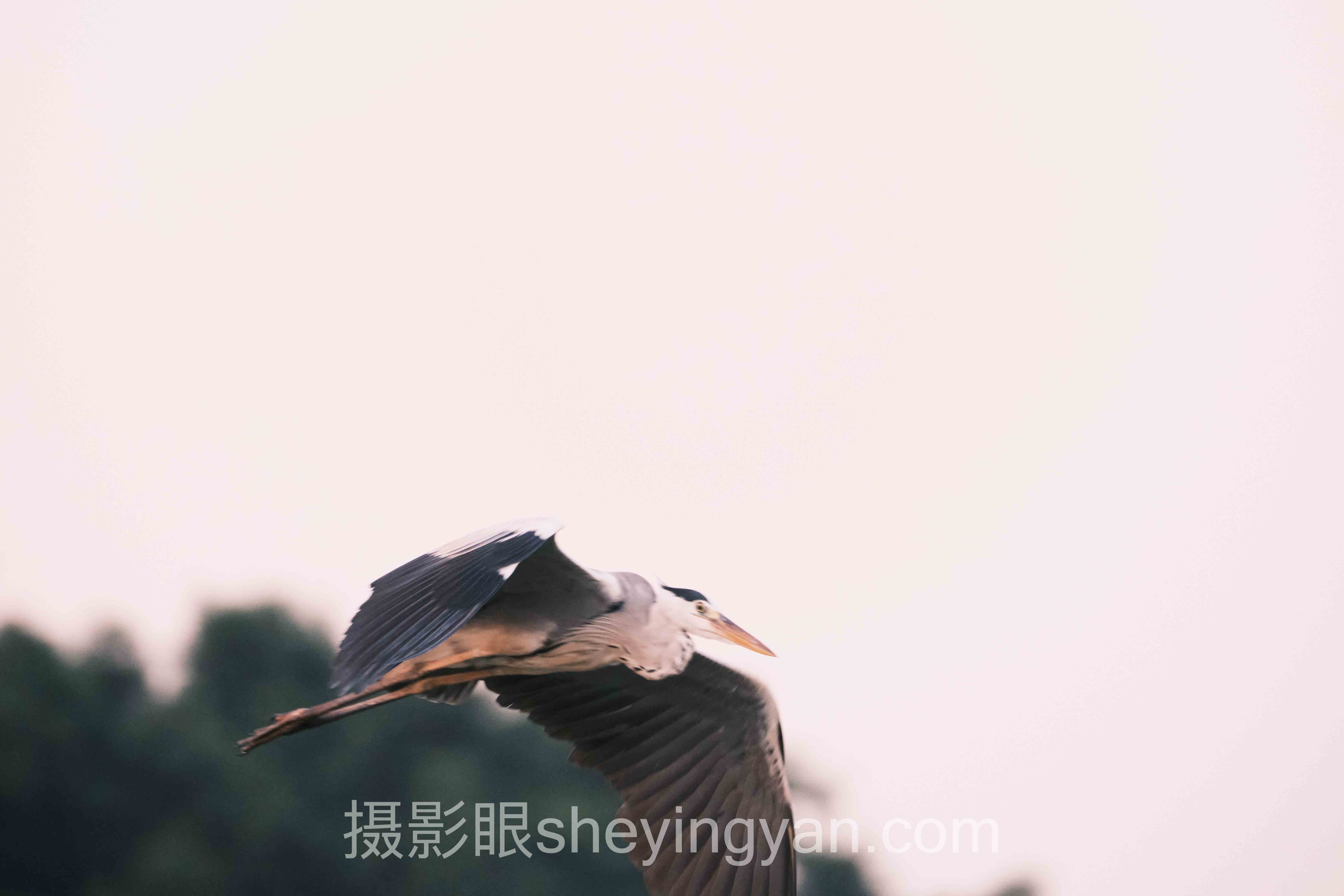 选婚礼摄影后期流程不踩坑：四维对比指南