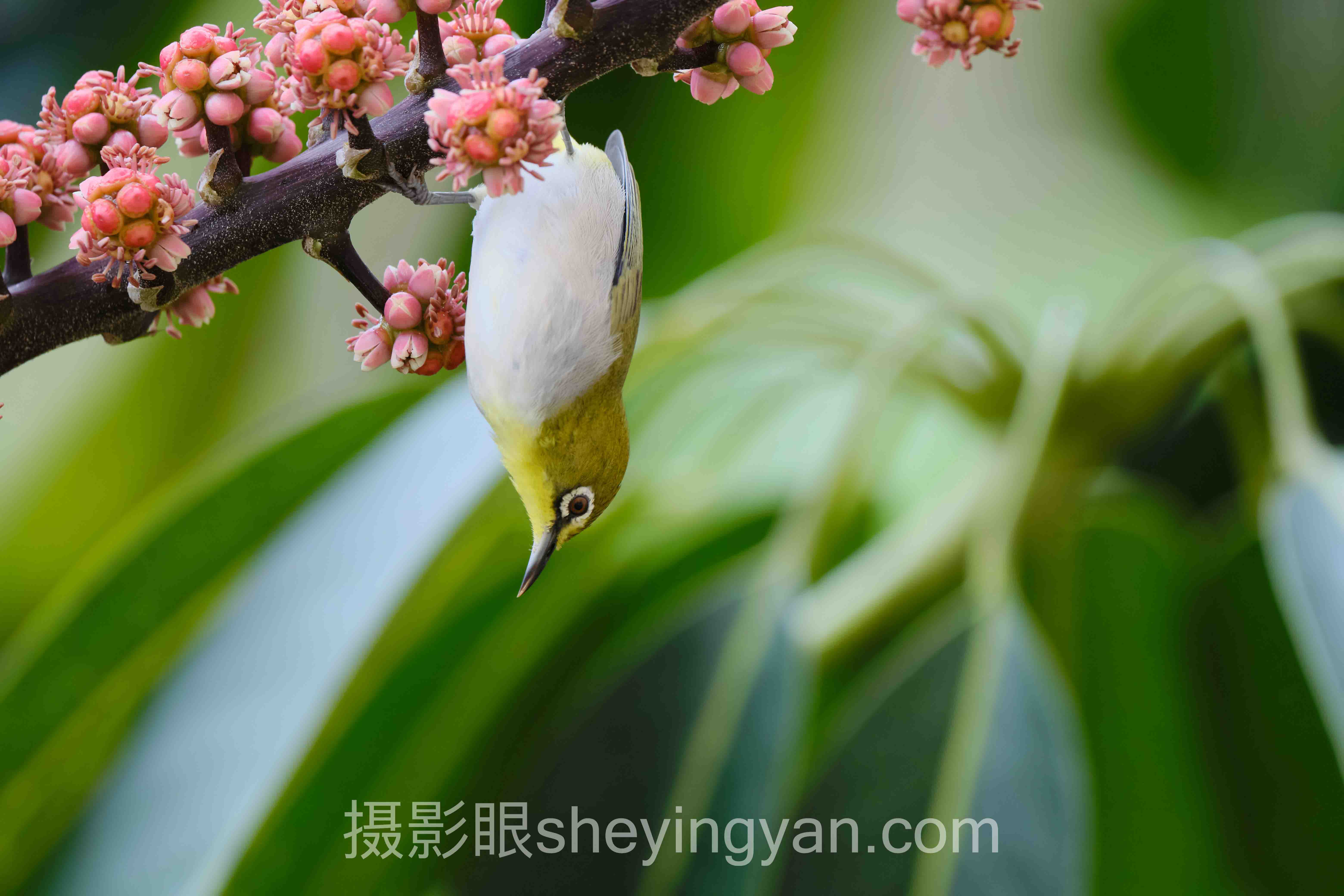烟花怎么拍全景解读：问题根源与破局之道