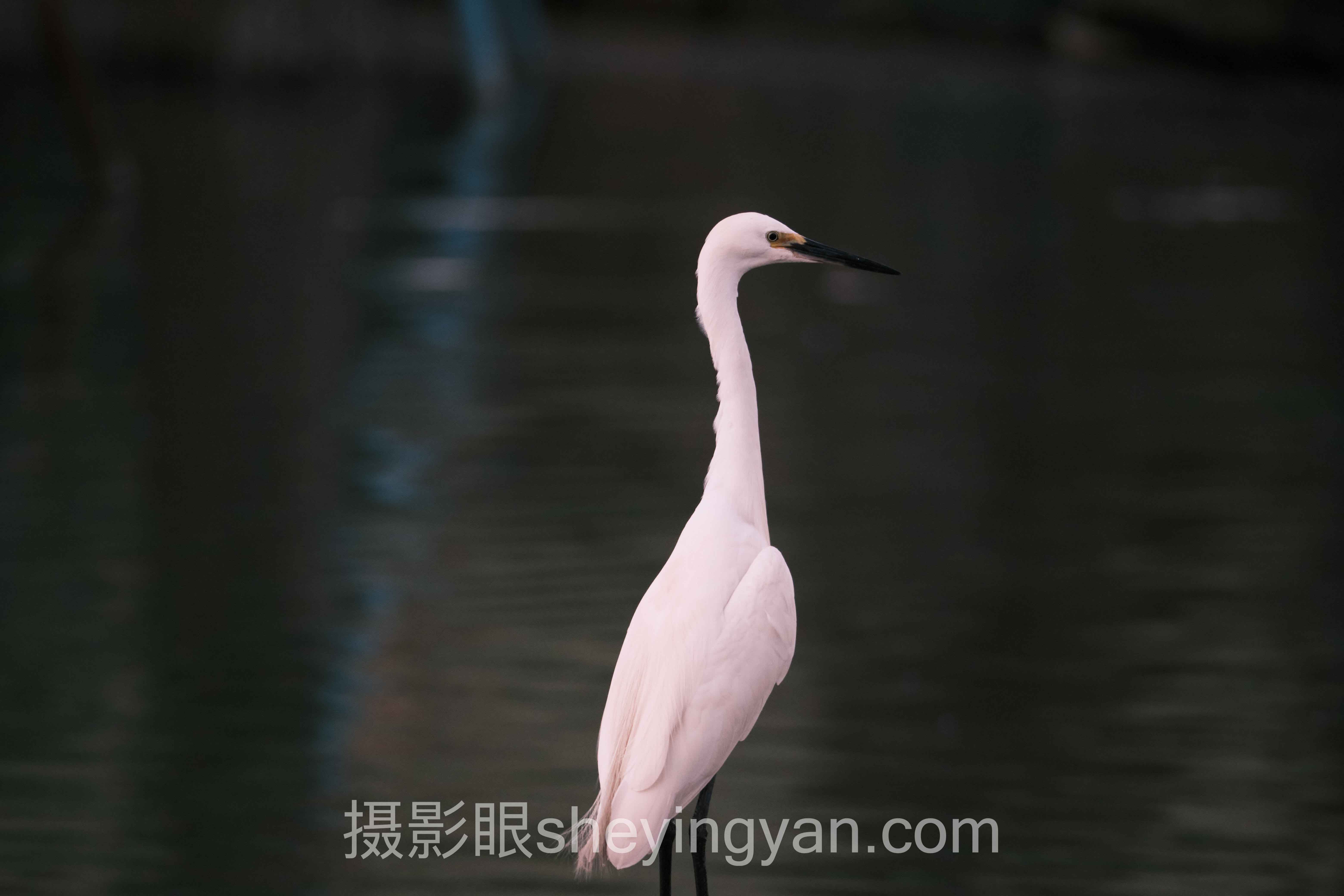 选摄影眼平台500px对比不踩坑：多维度对比指南