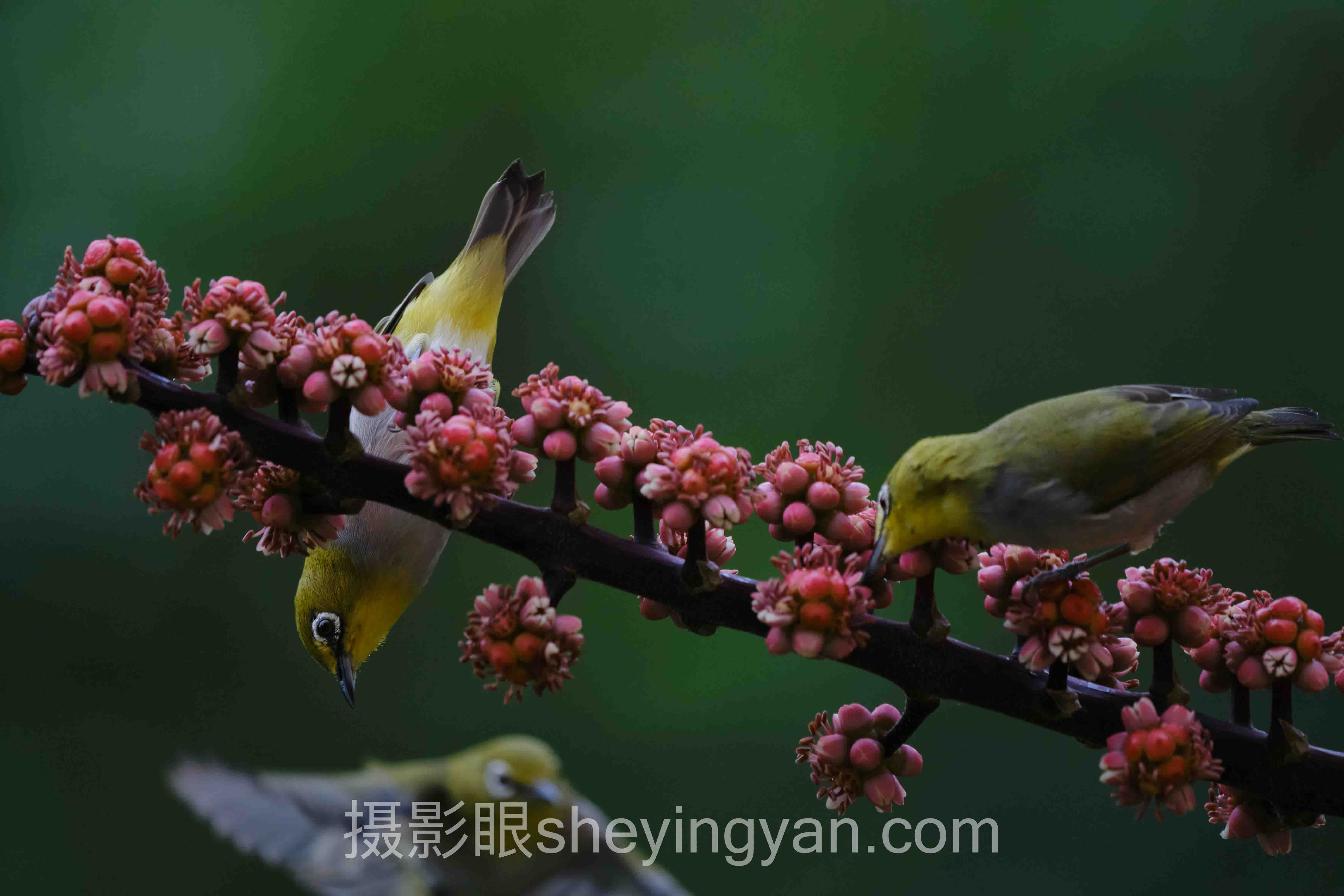 摄影眼照片点评sheyingyan.com