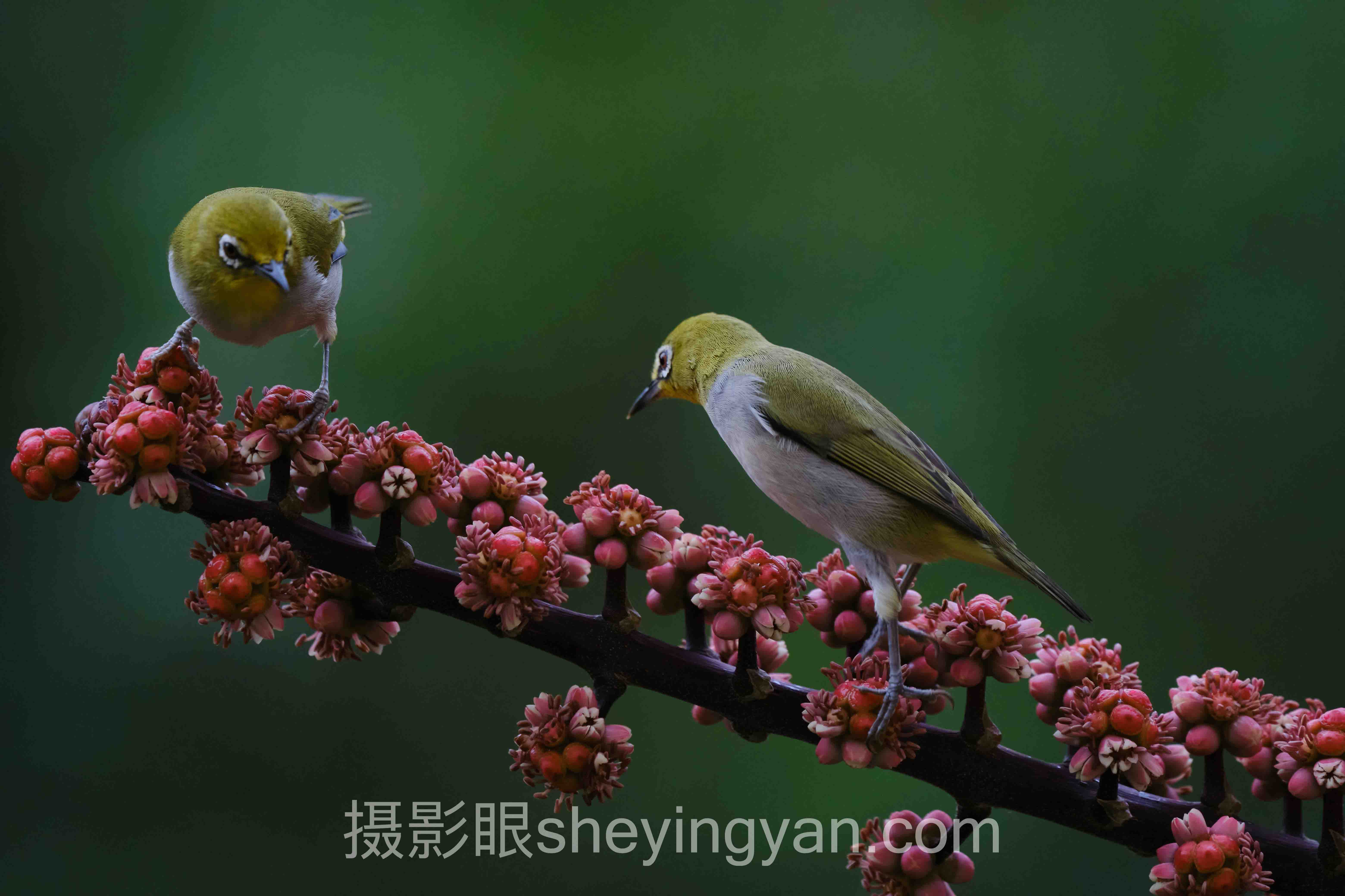 什么是硬光完整指南：从入门到精通的5个步骤