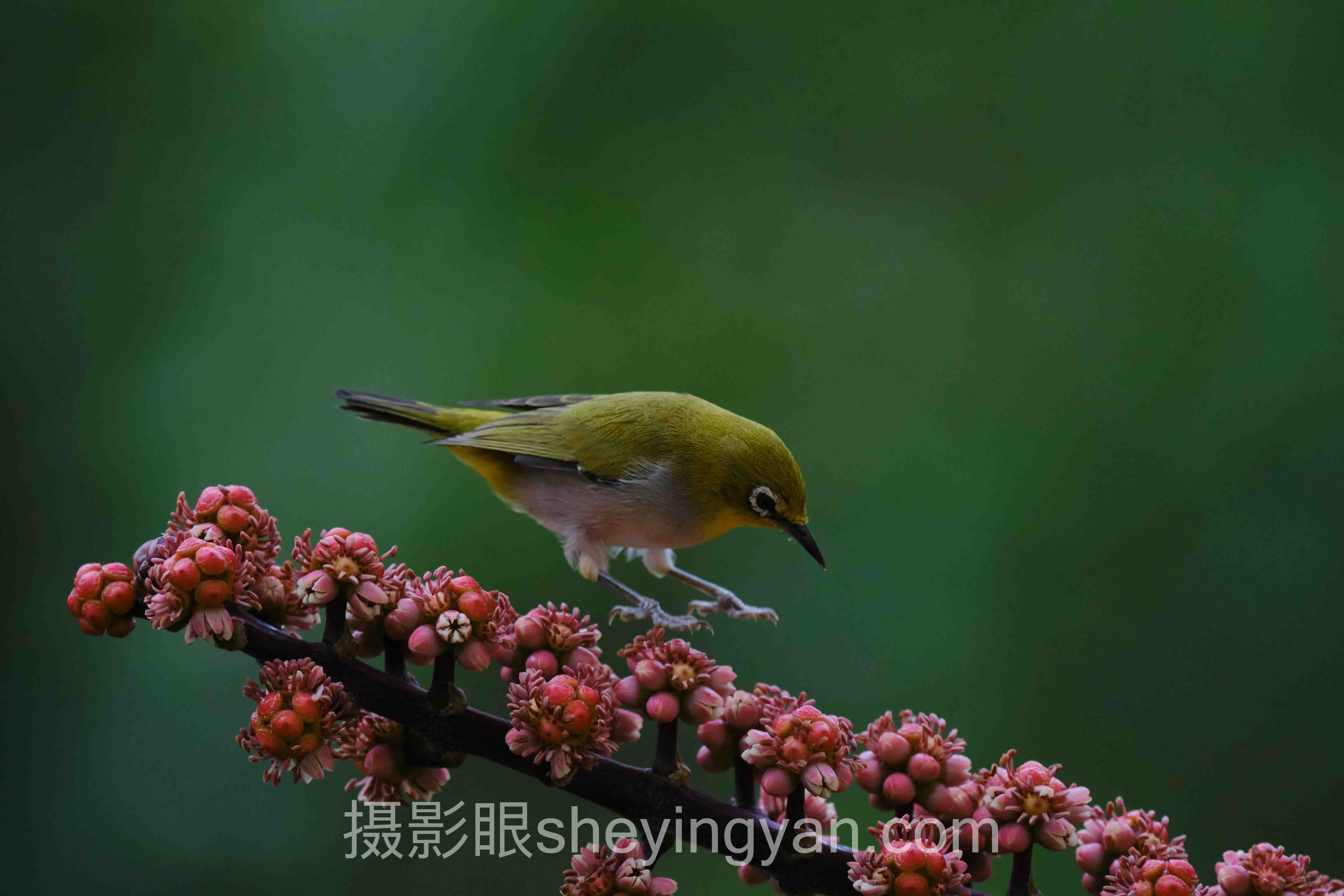 深度解析：摄影眼网站入口会员的核心问题与答案