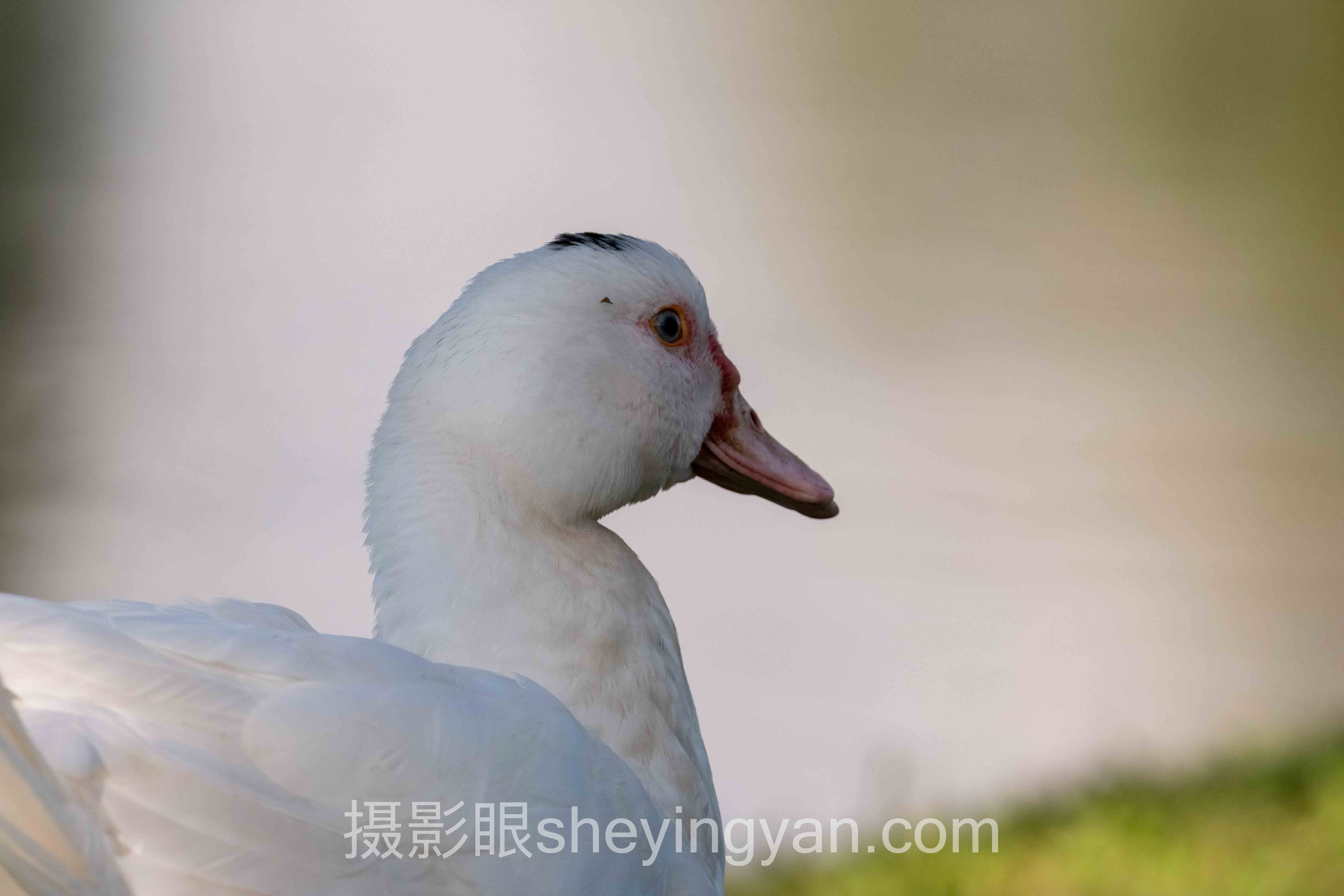 数据说话：摄影新手入门参数设置的最新发展现状