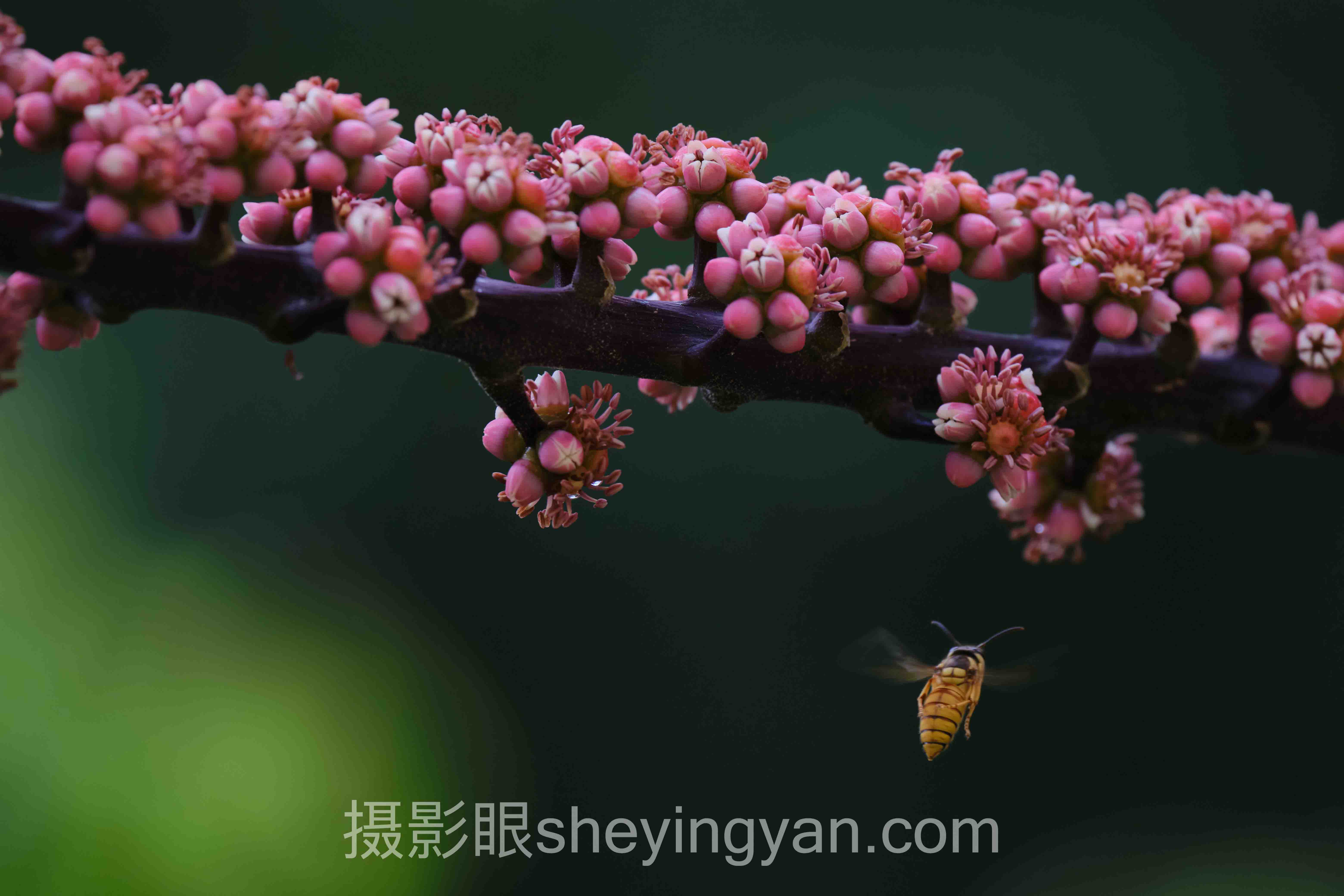 摄影眼网址sheyingyan.com完整指南：5步从入门到精通